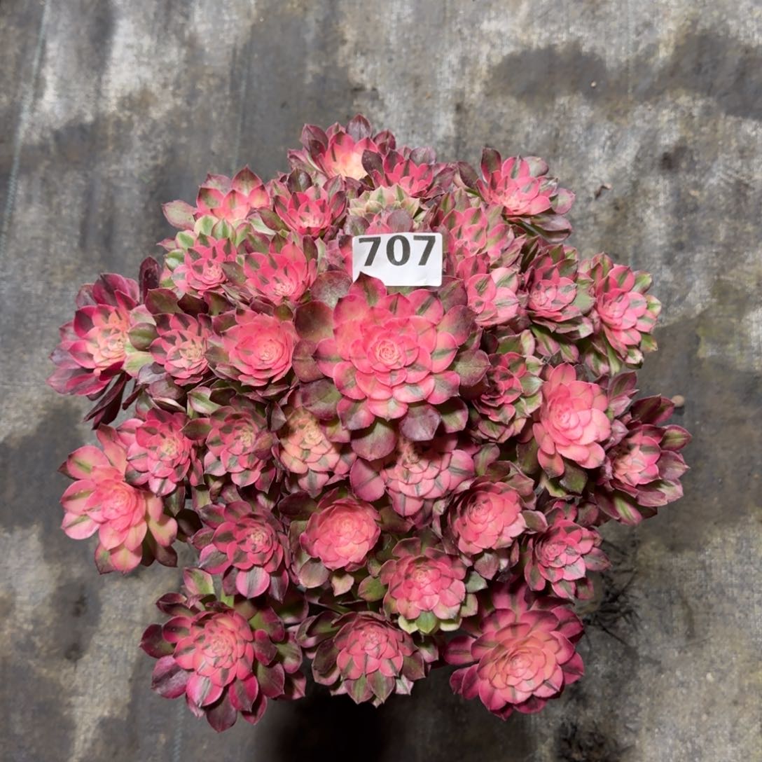 王*红707！荔枝法师多肉植物