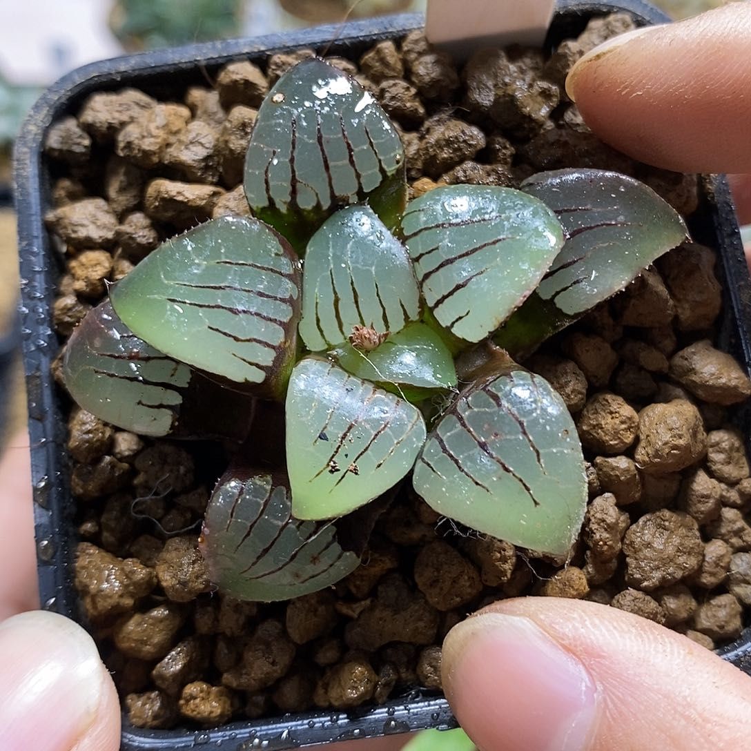 224实生史扑十二卷