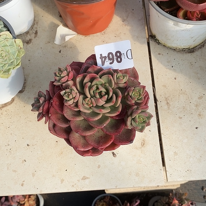 *****864夏洛特花园多肉植物