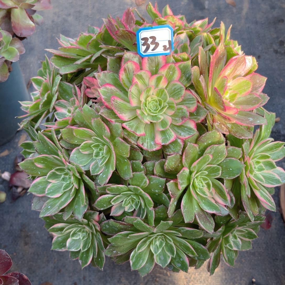 33万花筒精品法师