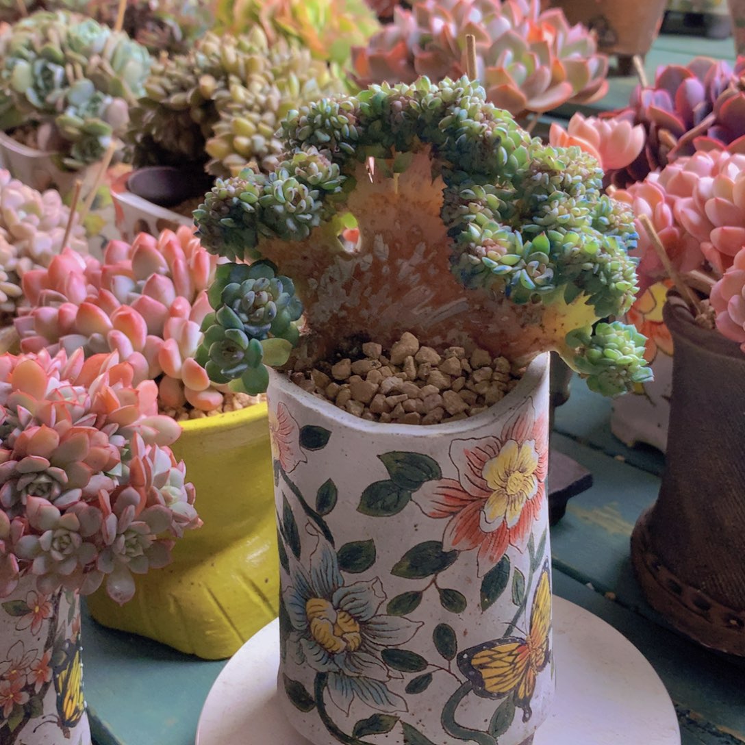 冰魄树缀无砍自然群