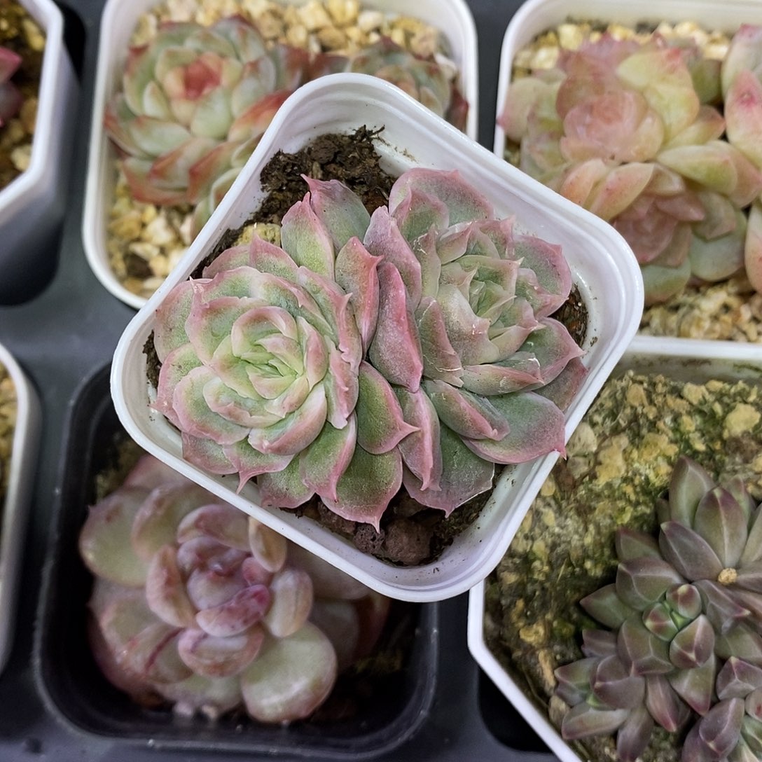 水晶虾饺带运费满30减5元