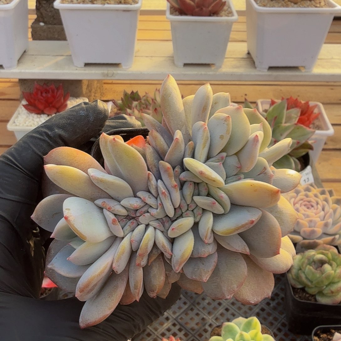 1130-20抹茶蛋糕缀化