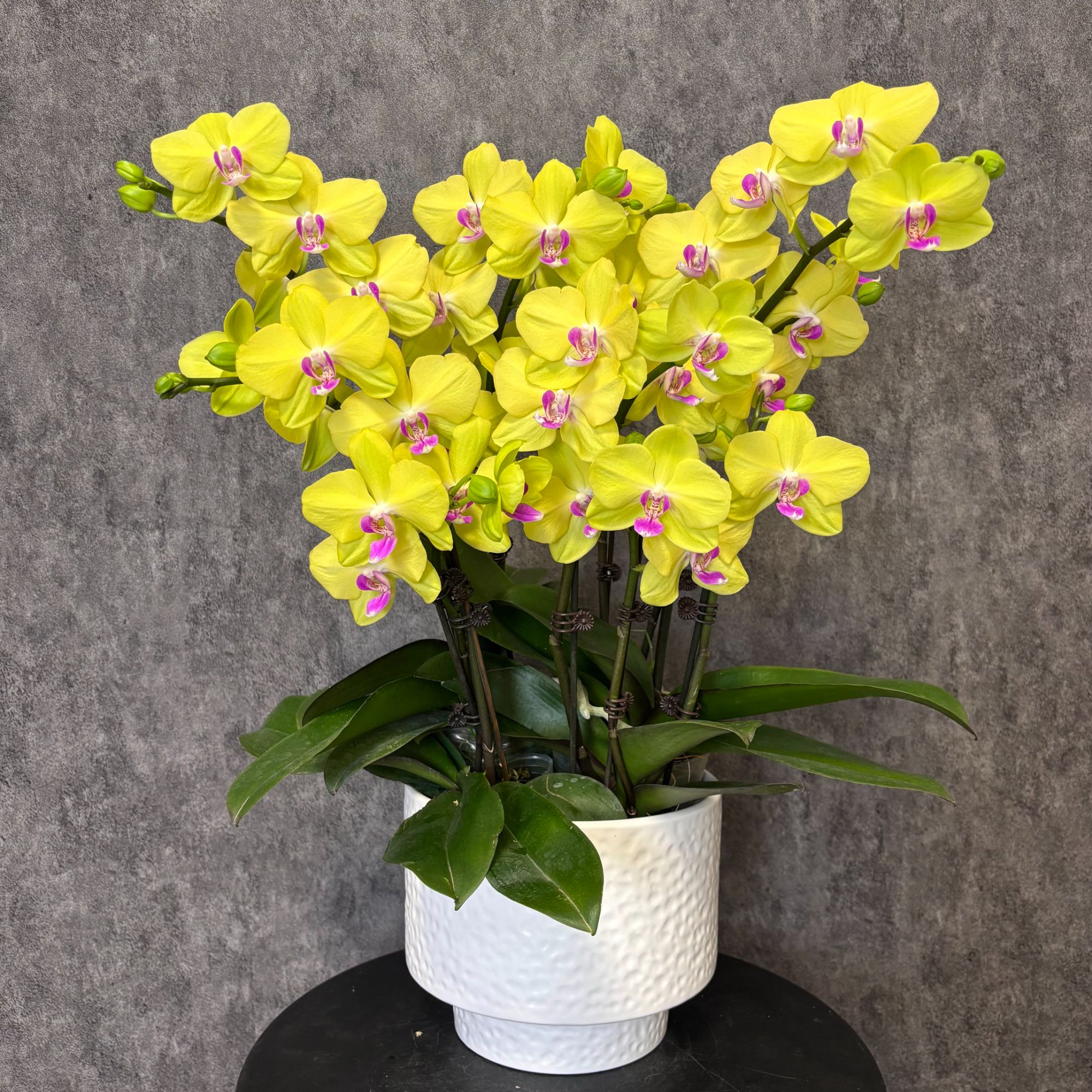 【甜格格-蝴蝶兰】高端鲜花 定制款 送礼 家居摆件 基地直发