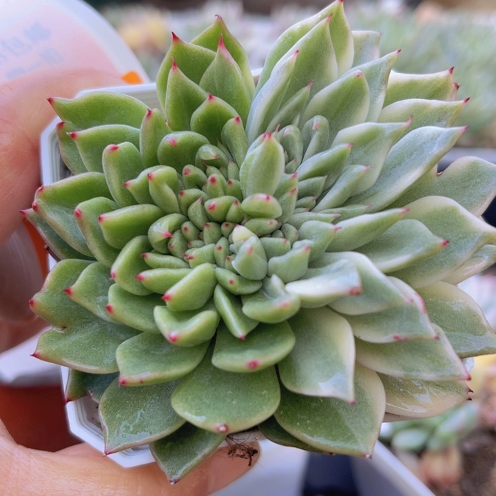 拉霍亚锦多肉植物保护956