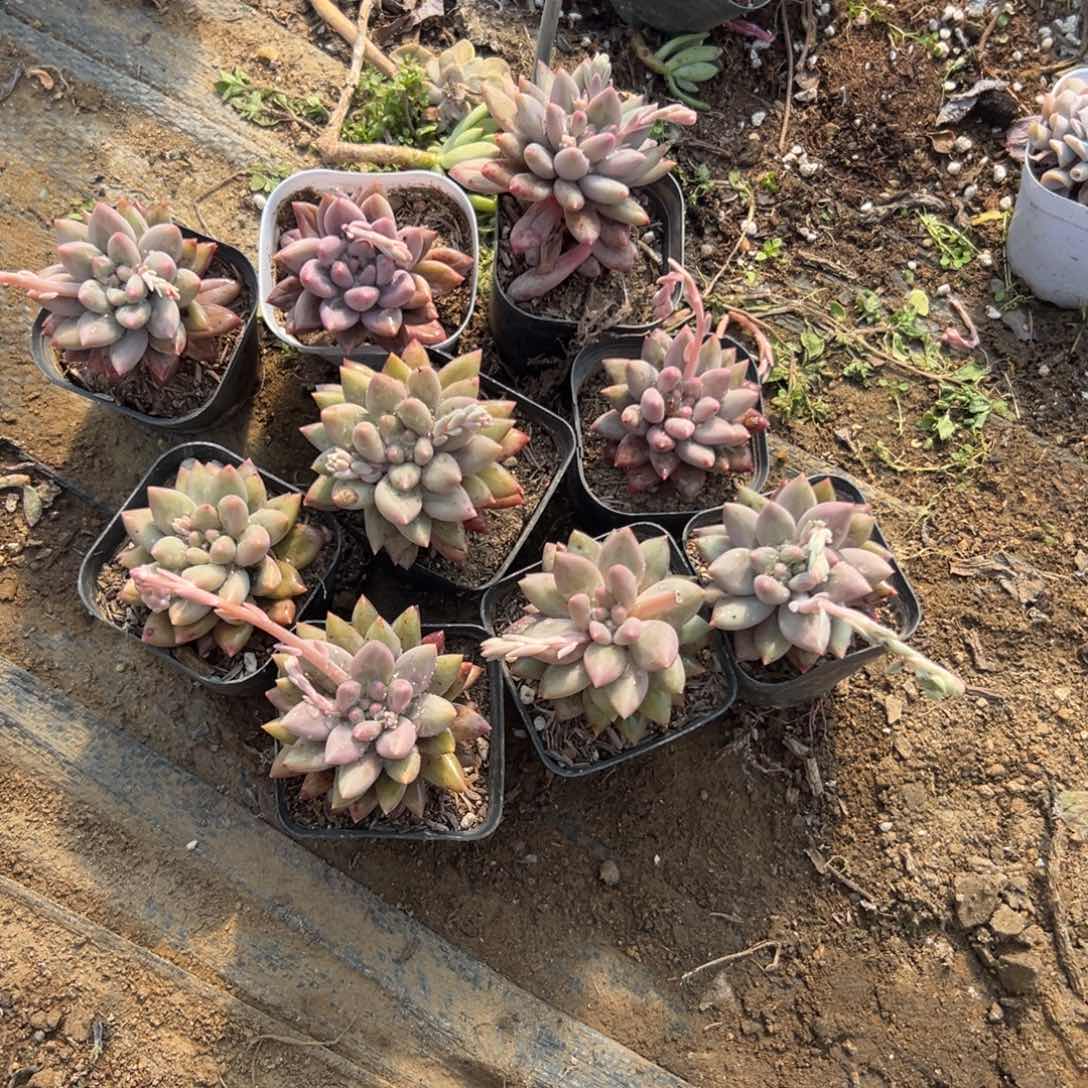 酷***?多肉植物多肉植物