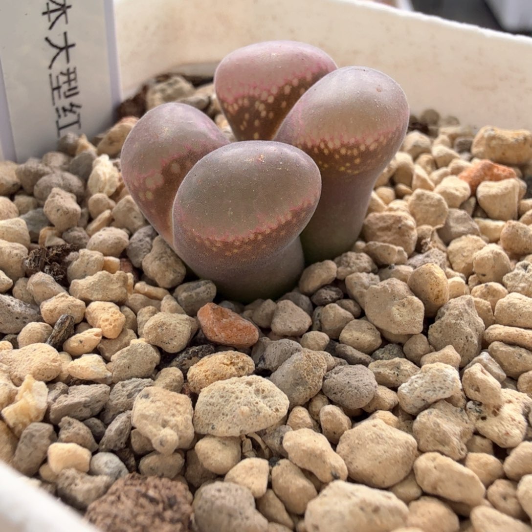 日本大型红风铃 翻窗