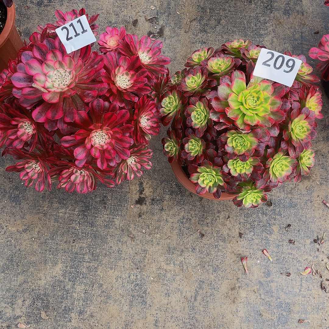 小*媛安娜029红桐211