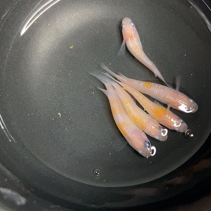 海水鱼墨子的鱼15号粉色王华