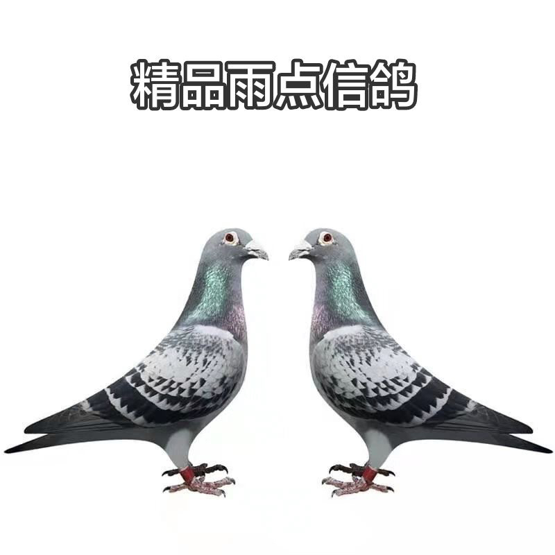 比利时原环信鸽足环血统种鸽鸽子用品种鸽信鸽直播