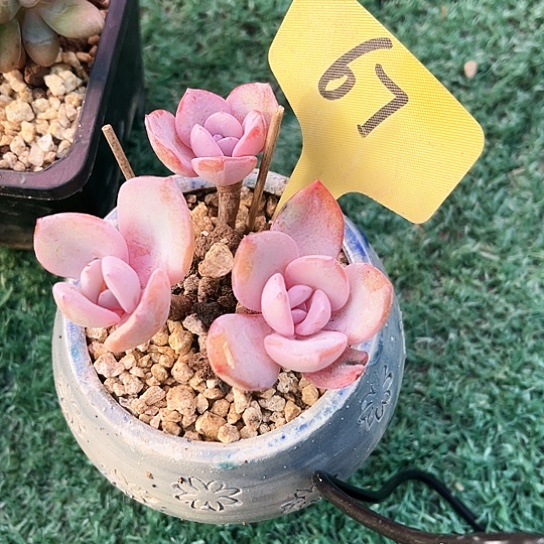 奶茶67号码牌子的话题了