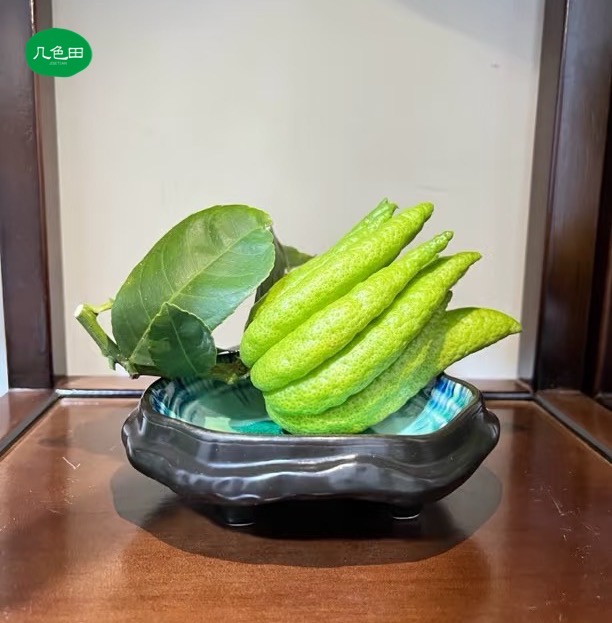 佛手柑天然香薰摆盘观赏闻香----云南直发鲜花云南花插花鲜花 