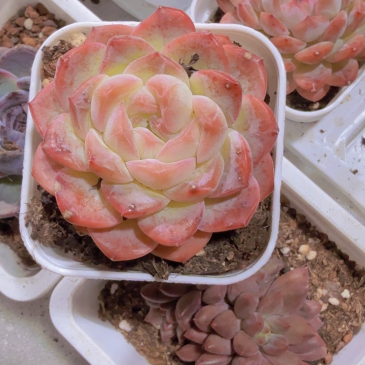 樱花珍妮福利样品一颗