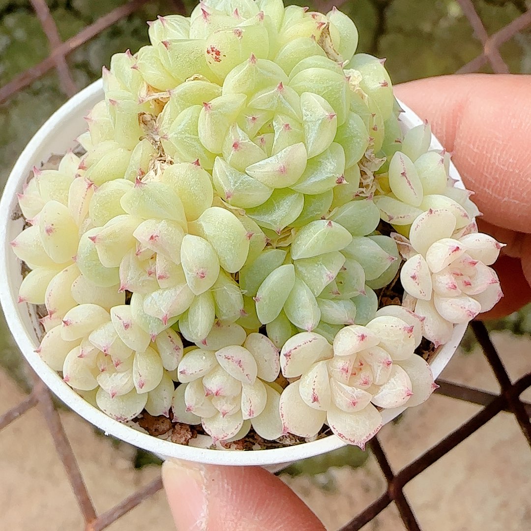 1202-115（xx-53）优选