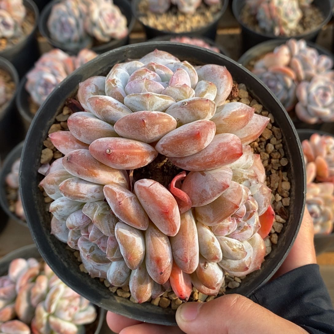 三头短肥圆红红肥肥圆圆 