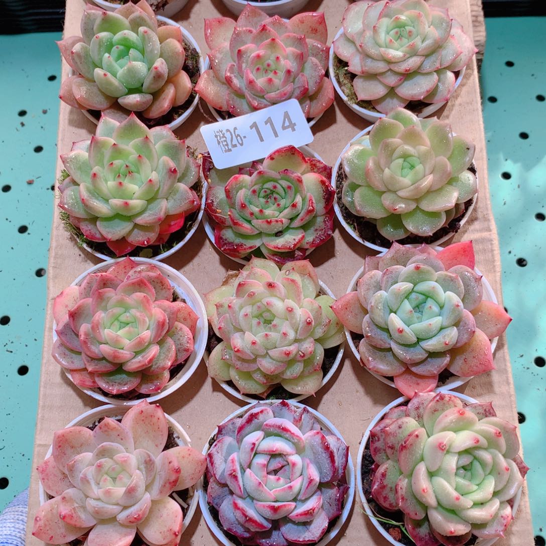 26-114一物一拍多肉带盆18颗