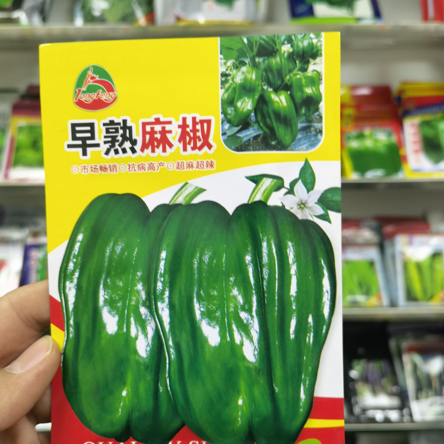 龙丰秋玉早熟麻椒种子