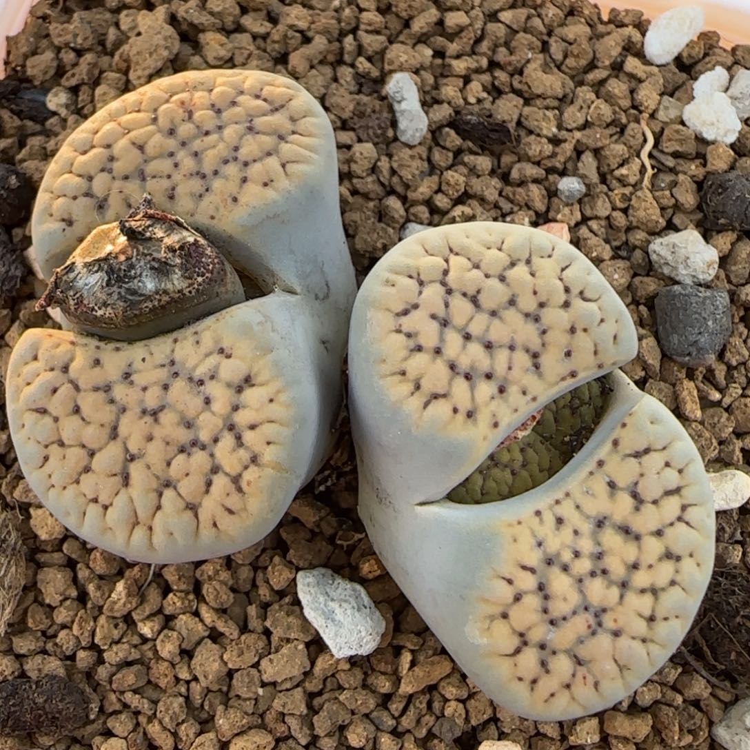 德州玫瑰多肉植物百科