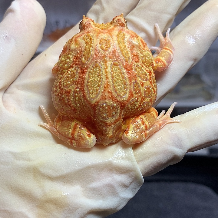 角蛙招财南瓜1398