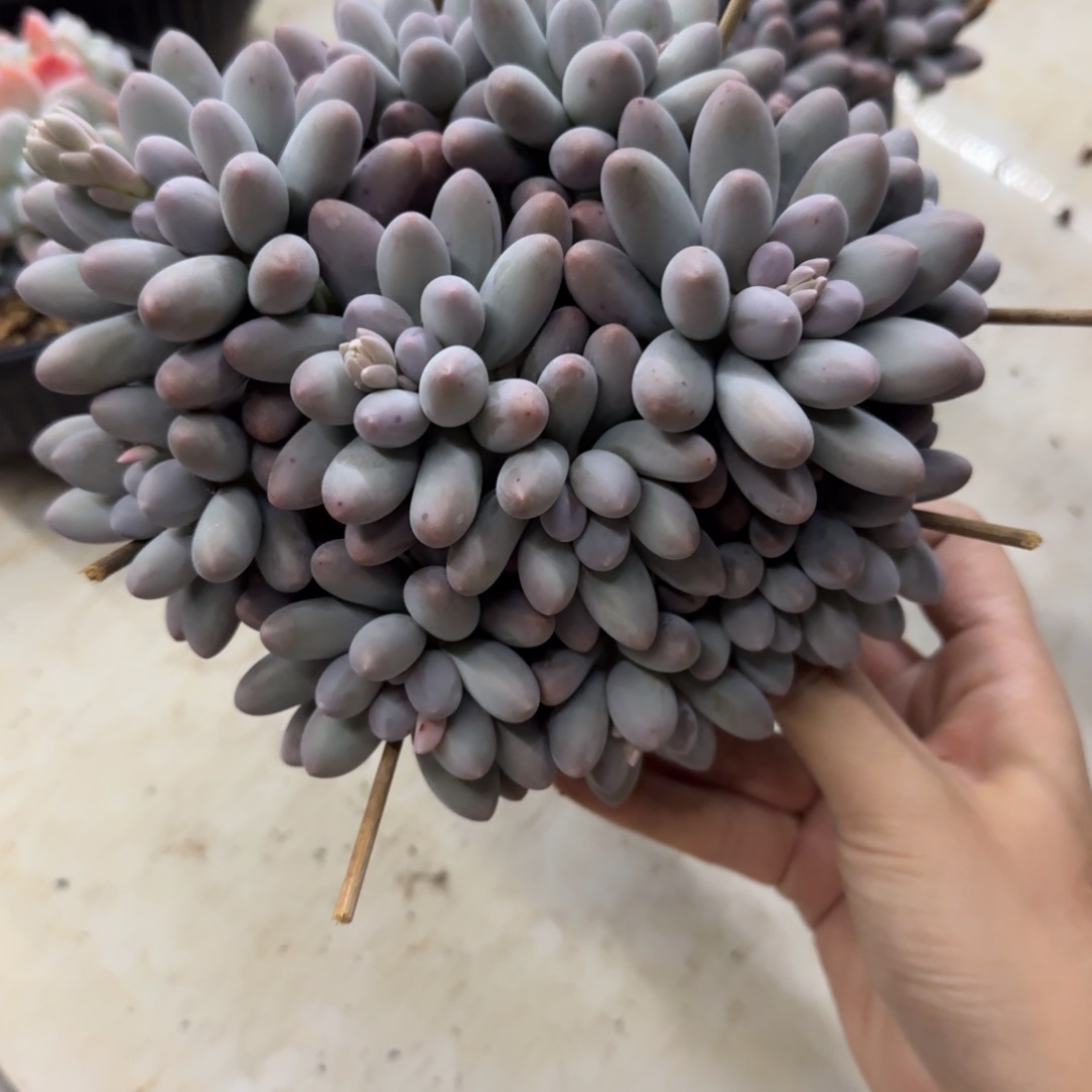 多肉植物一物一拍