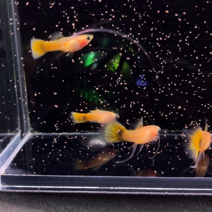 孔雀鱼黄金玻璃猫大C2对