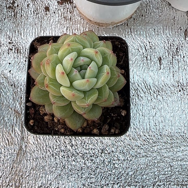 青蛙王子儿童牙膏111