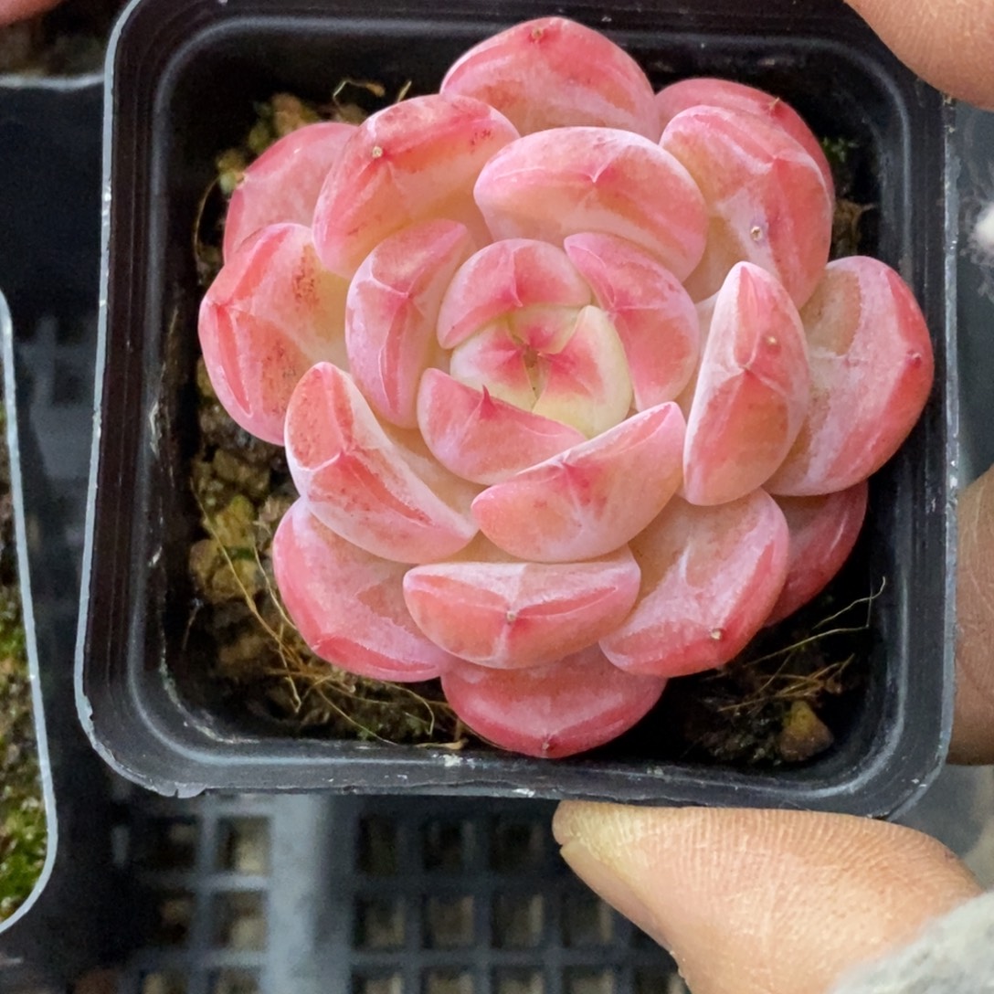 精品多肉一物一拍不包整96