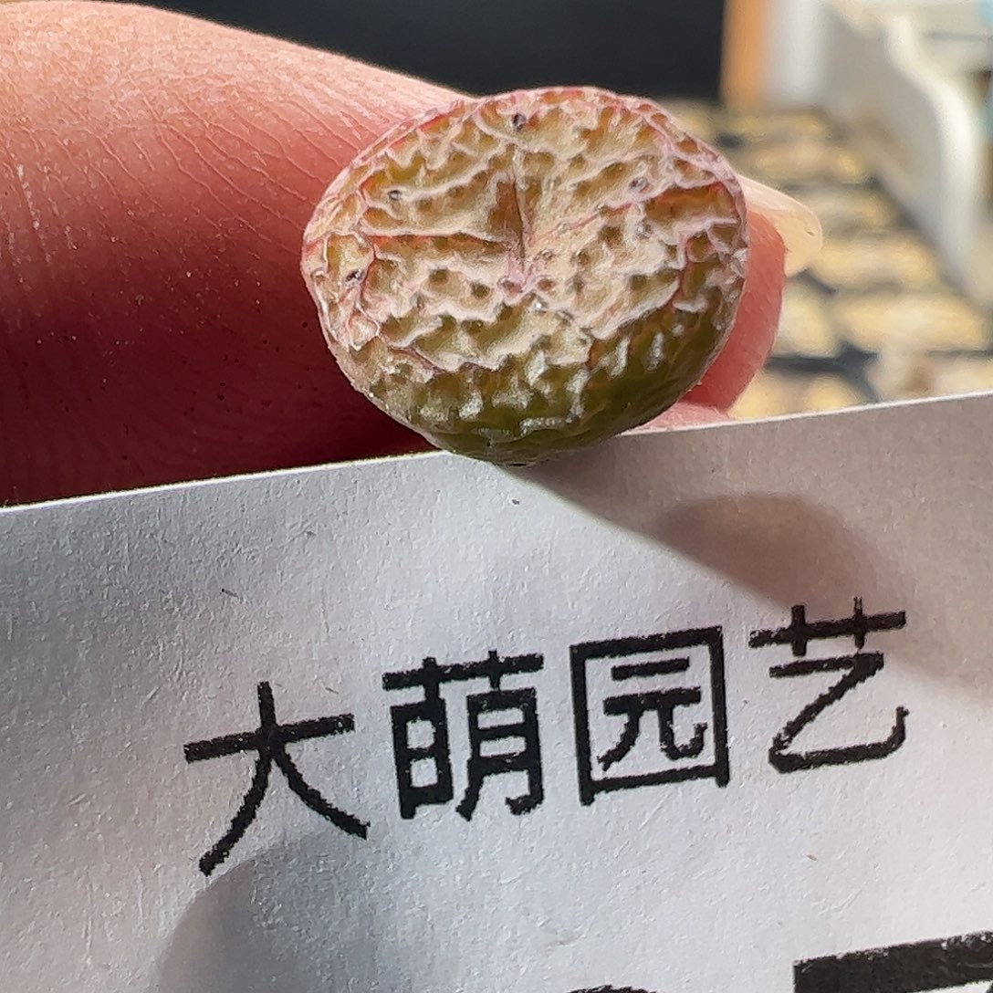 一物一拍。    537