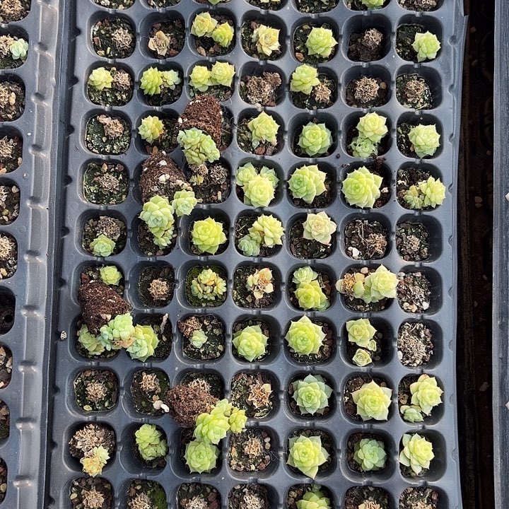 435 号到手1框一物一拍