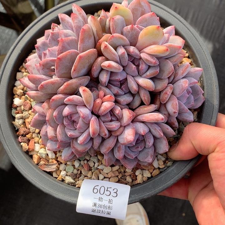 6053石榴籽星影大脸群默认有砍