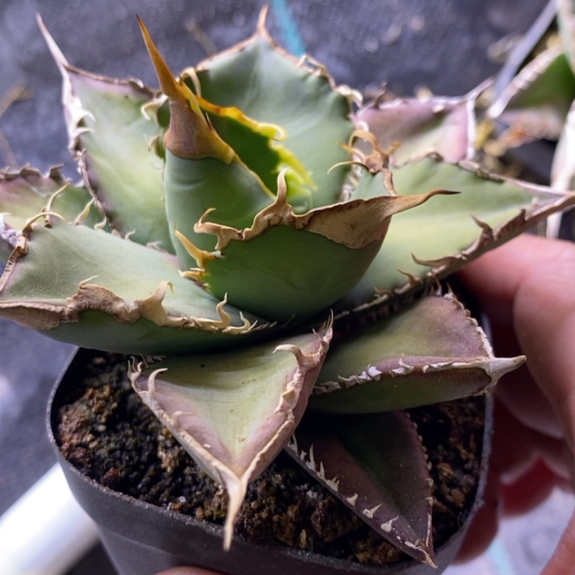 【闪购商品】云****心绿you灵