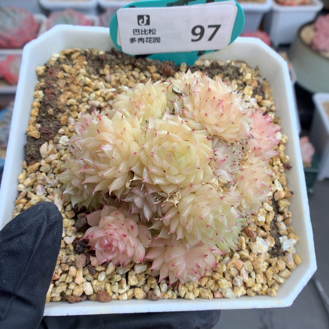 97 麦杆群多肉多肉