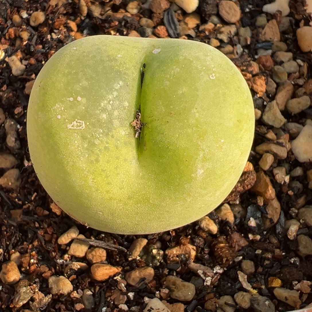 翠光母本带盆多肉植物