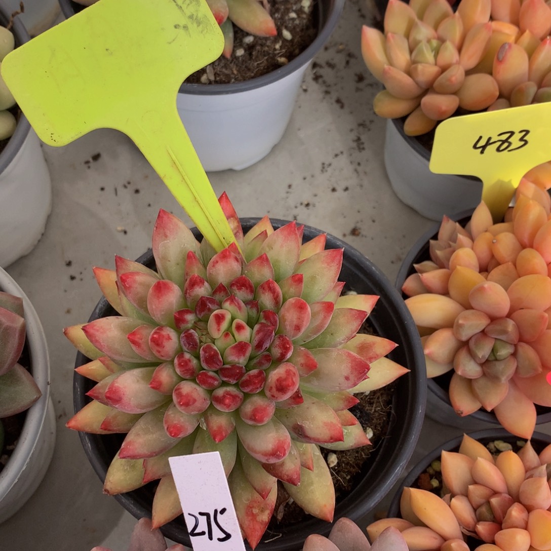 二代虞美人7273737733773