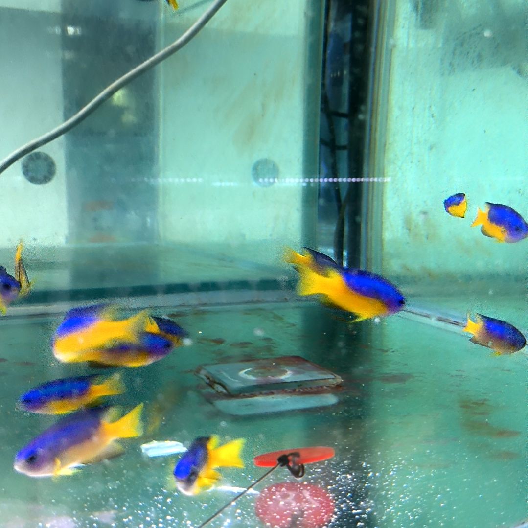 海水鱼蓝天堂10条运费1005-39-87