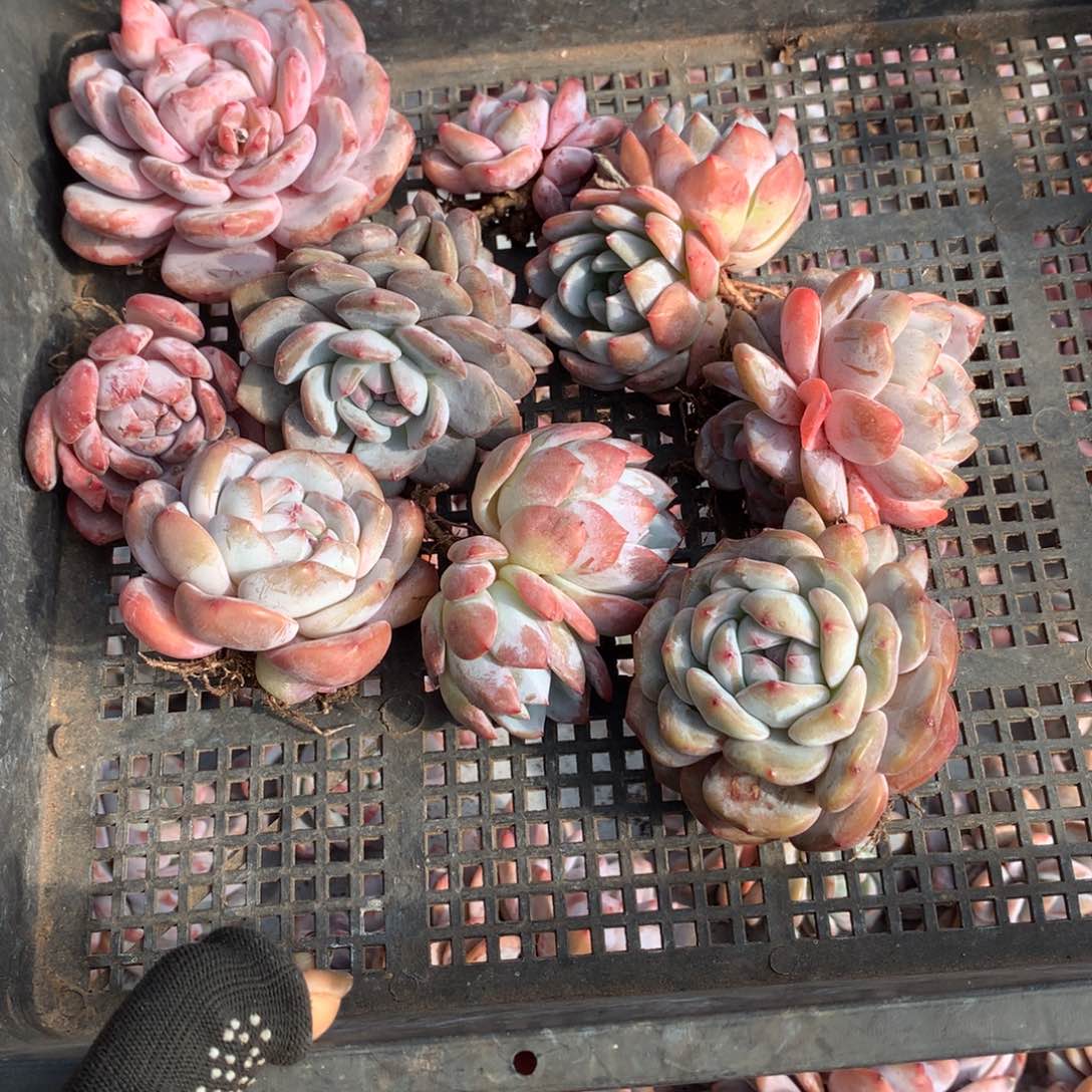 哈哈哈哈哈哈哈哈哈