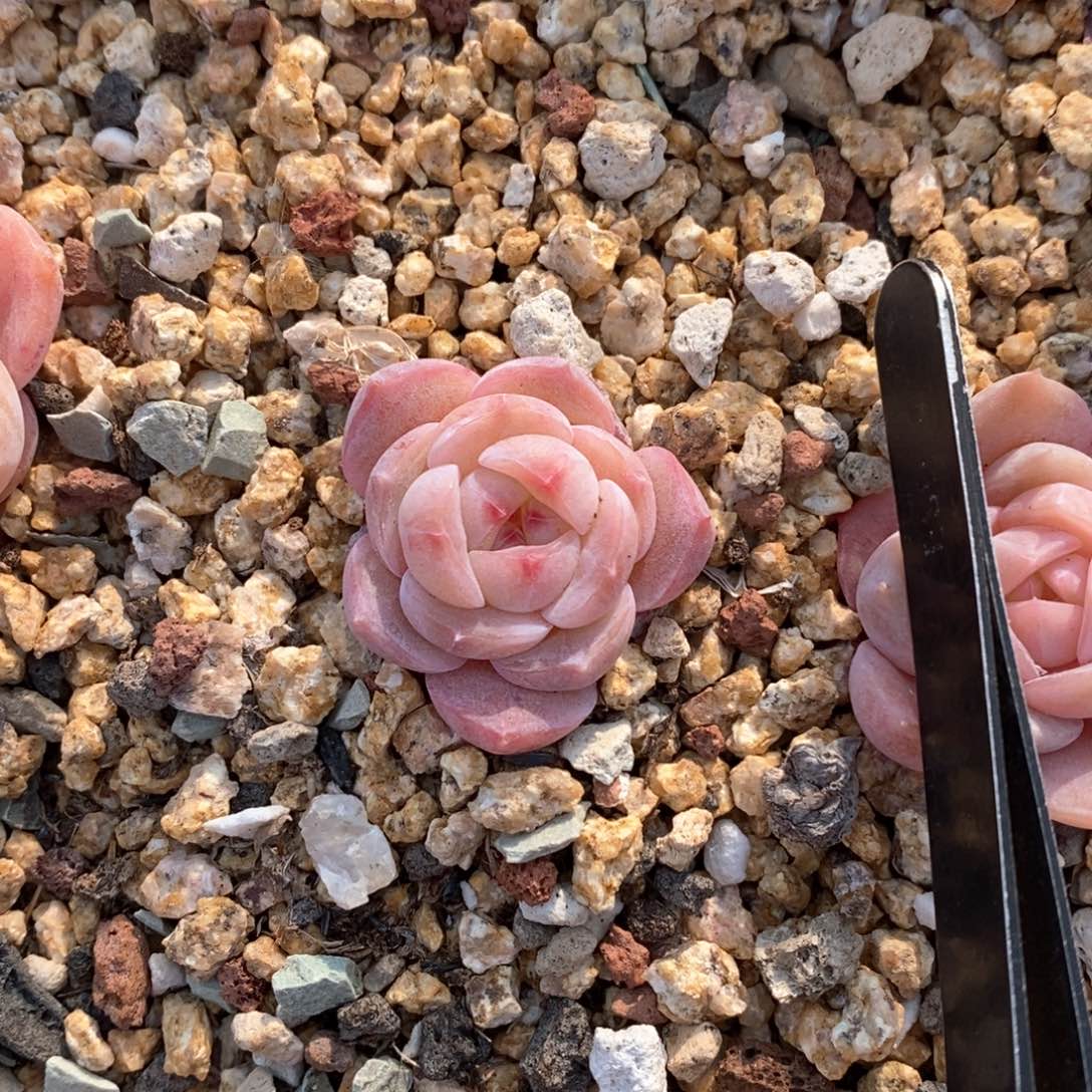 精品多肉一物一拍不包整193