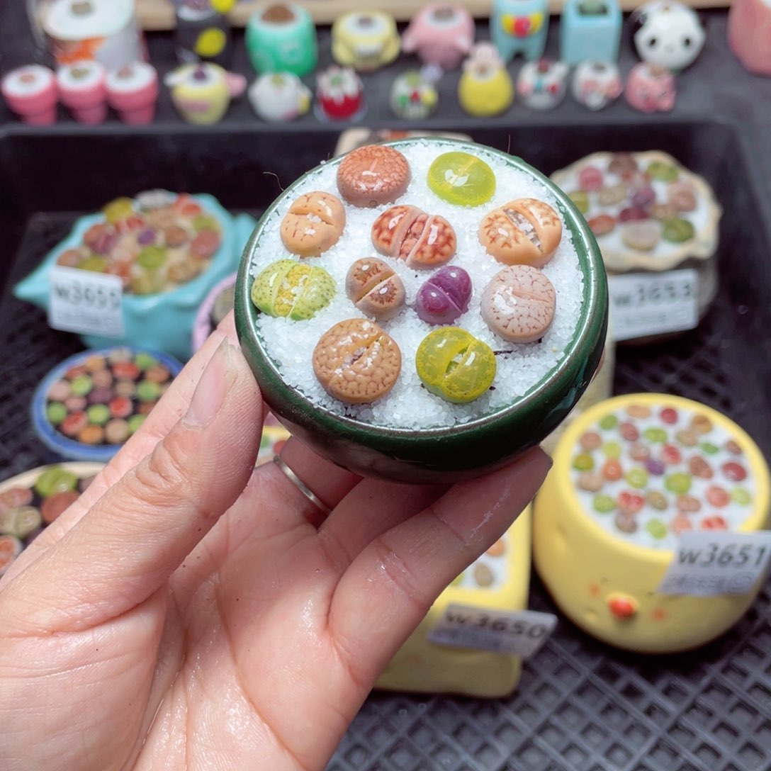 w3657 带盆土发货-零下地区拍保温箱