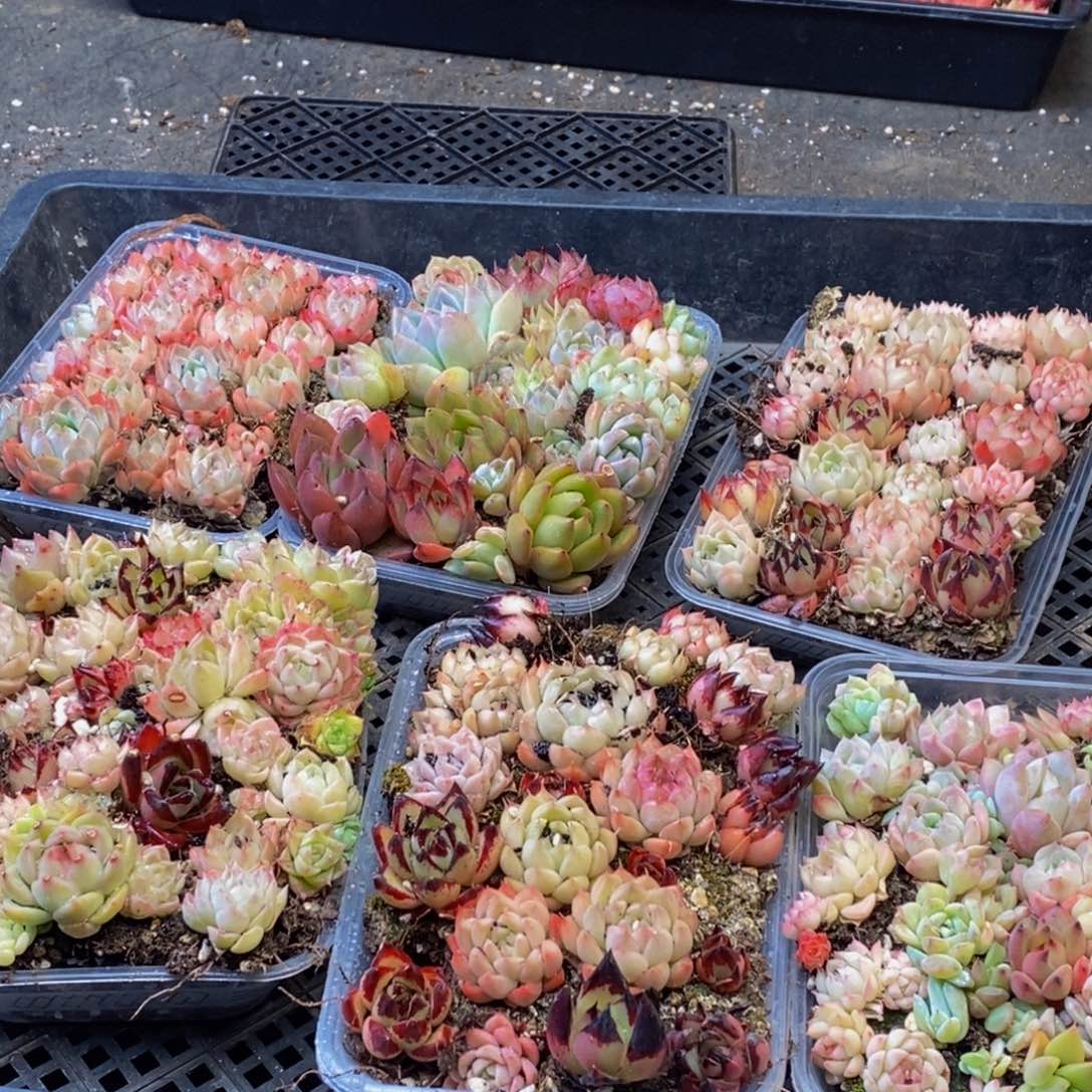 086多肉植物保护研究所所长的时间