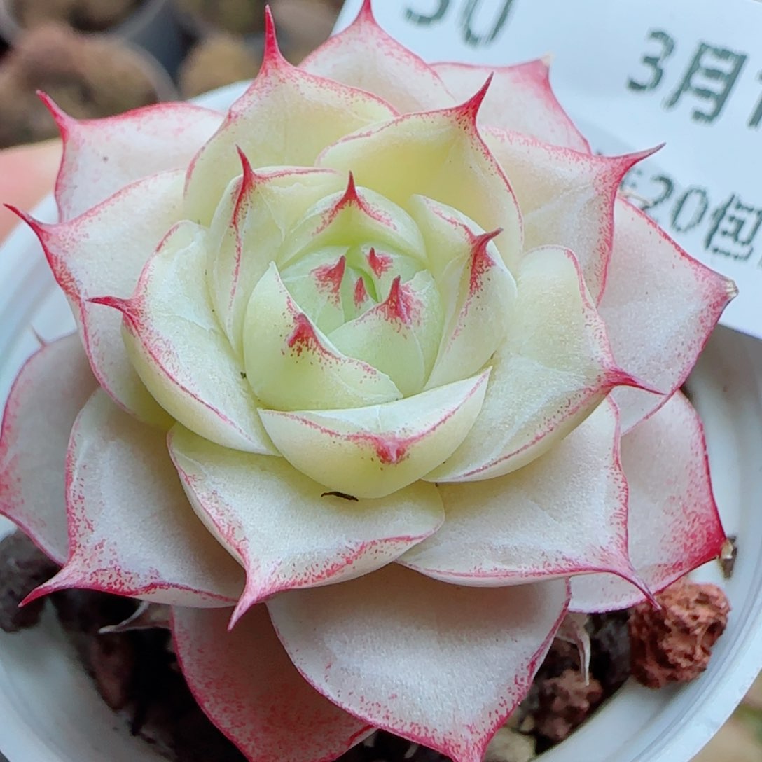 花语逸镜0314-50
