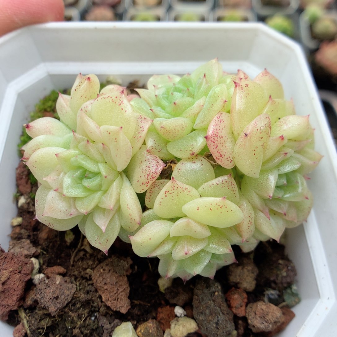 C55定繁编号麦杆B320