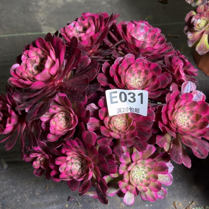 瑞妈一物一拍031