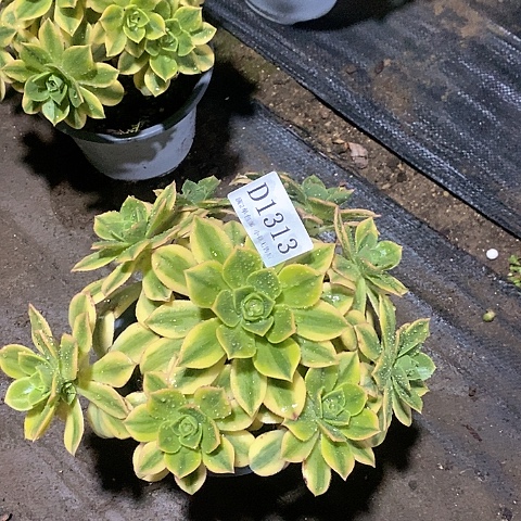 1313星爆多肉发货叶片有黑斑