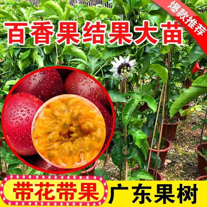 百香果苗鸡蛋果苗果树苗紫香台农黄金果四季可种盆栽庭院阳台果苗