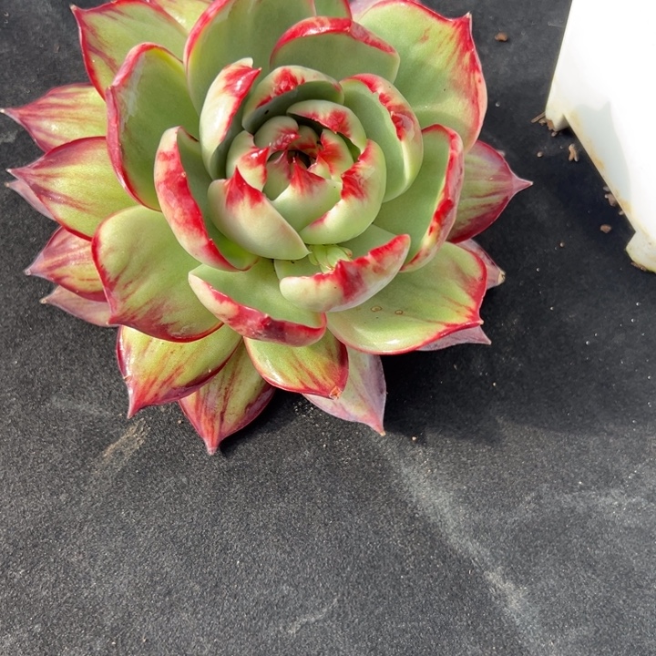 程***程多肉植物程程发货1111
