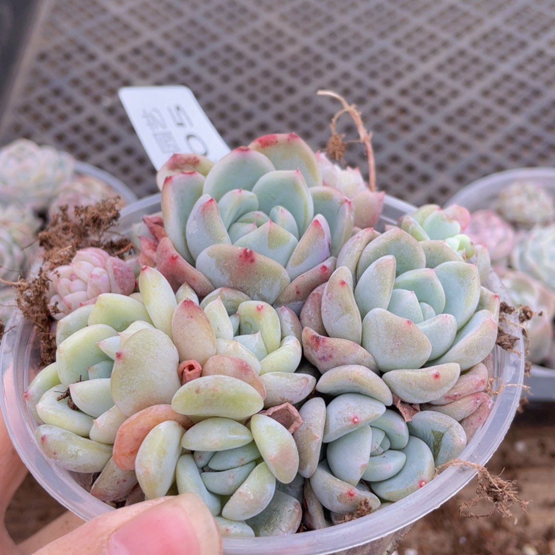 多肉植物多肉植物205