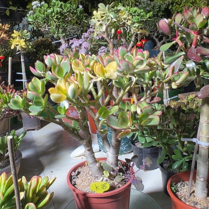 余**你K18落日脱土发货