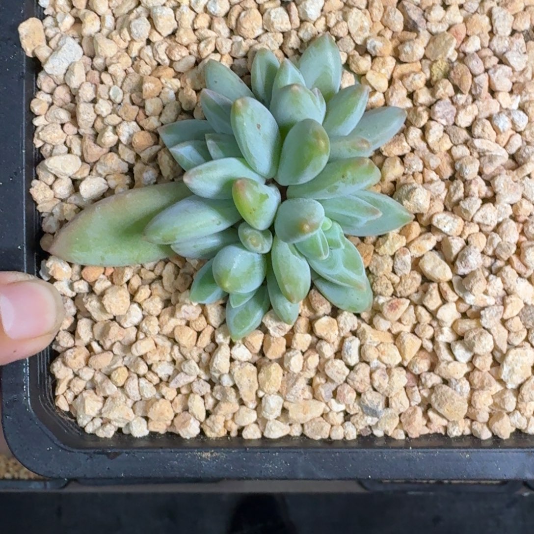 波光 叶插 一物一拍