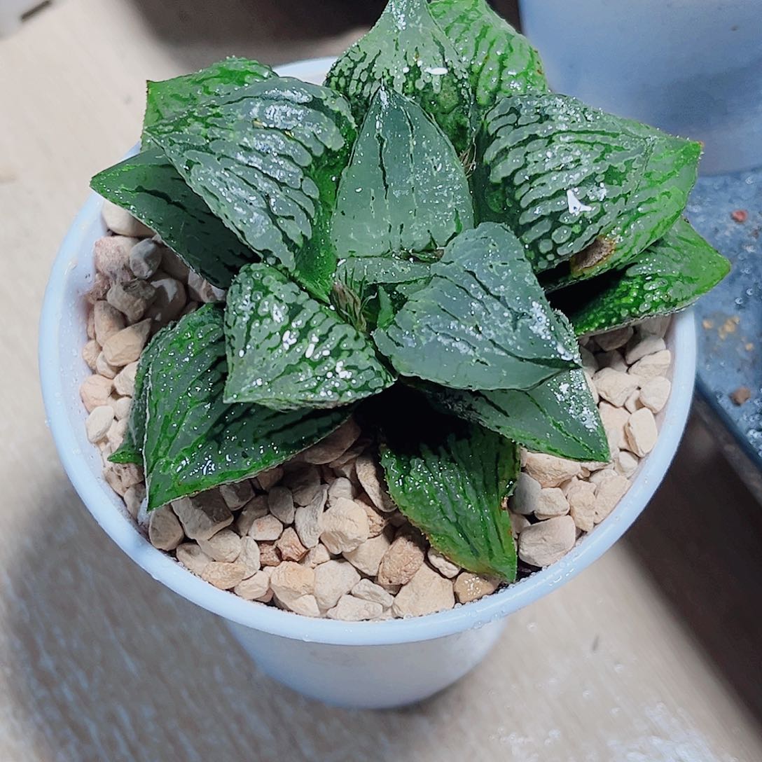 马丽丽女王新手好养
