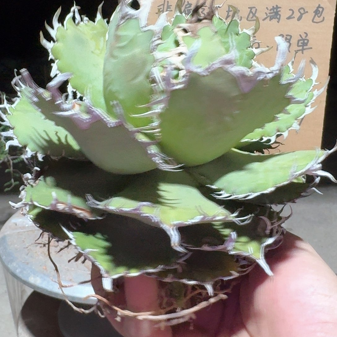蕾丝仁王冠龙舌兰